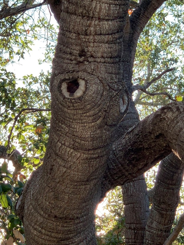 The trunk of an oak tree with a big knothole that looks like an eye